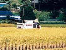 黄金色に変わった稲をコンバインで収穫している農家の人の写真
